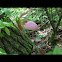 Pink Lady's Slipper