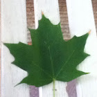 Sugar Maple