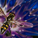 Chequered Hoverfly