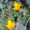 California Poppy