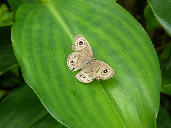 Spotting Image 1