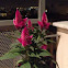 Woolflowers