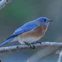 Eastern Bluebird