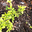 Thyme?