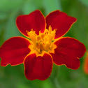 Tagetes