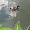 Mallard duck