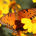 Gulf Fritillary