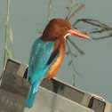 White-throated Kingfisher