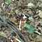 dog stinkhorn