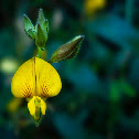Slender Spiked Rattlepod