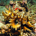 Pectinia Coral