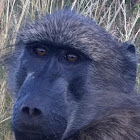 Chacma baboon