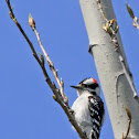 Downy Woodpecker