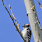 Downy Woodpecker