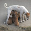 (street) dog
