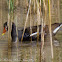 Moorhen; Pollo de Agua