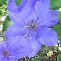 Jackman's Clematis