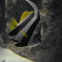 Pennant coralfish