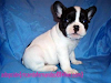 Bulldog Frances Cachorros Para Rehoming