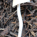 white domed cap