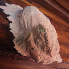 Nest of Wasp
