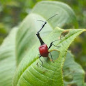 Giraffe necked weevil