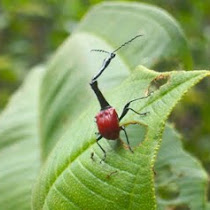 Morphed Organism ID