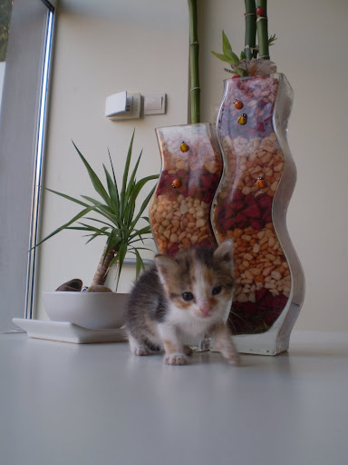 Качена снимка