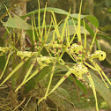 Spider Orchid