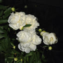 Peony