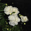 Peony
