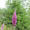 Foxglove