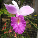 Bamboo orchid