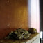 Grey Treefrog