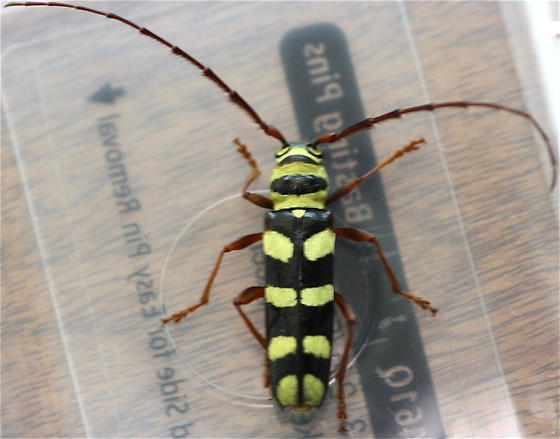 Spotting Image 1