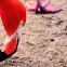 Caribbean Flamingo