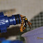 Potter Wasp?