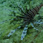 Lionfish