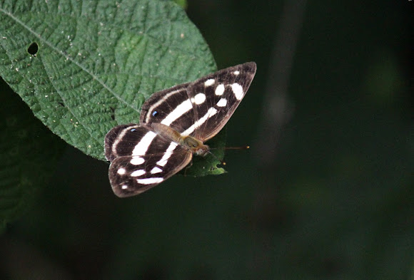 Spotting Image 1