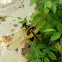 Yellow-striped Flutterer