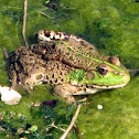 Common green frog