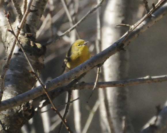 Spotting Image 1