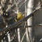 Yellow Warbler