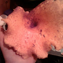 Wooly Chanterelle