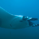 Giant Manta