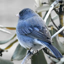 Dark-eyed junco