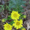 Fall Wild Flower