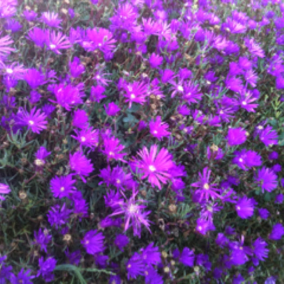 Spotting Image 1
