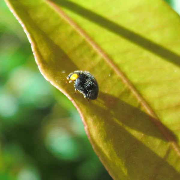 Yellow Shouldered Ladybird Project Noah
