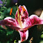 Stargazer Lily